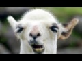 MLG Llama: Official Trailer #1 (2015) - Liam Draper Movie [1080p HD]