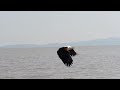 African Fish Eagle: Africa's Iconic Sky Hunter!