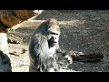 Gorilla siblings were scolded by their father when they were playing 遊んでいたらお父さんに怒られたゴリラの兄弟