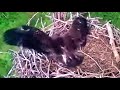 Freedom the eaglet jumps on ball again.
