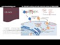 Human papillomavirus (HPV) | pathogenesis, infection, replication