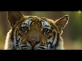 Bandhavgarh National Park And Tiger Reserve | Madhya Pradesh | MP Tourism