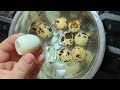 How to peel soft boiled egg, NOT with a spoon | Debunking egg peeling “hacks”