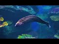 Aquarium 4K (ULTRA HD) - The Odd World Of Deep Sea Mimicry With Tropical Fish & Coral Reefs
