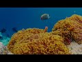 Ocean 4K - Beautiful Coral Reef Fish in Aquarium, Sea Animals for Relaxation (4K Video Ultra HD) #60