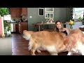 Hugging Another Dog Too Long | Jealous Dog Reaction