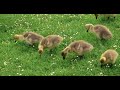 #Legion ! Canada #goose #baby's morning routine 20230516