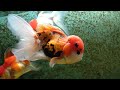 Goldfish Tank Update | Oranda Goldfish | Fishroom