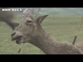 7. The Prehistoric Missile - OUT OF THE CRADLE [人類誕生CG] / NHK Documentary