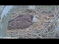USS Bald Eagle Cam 1 on 4-10-24 @ 17:56:50  USS7 climbs out of nest cup & mom has to scoop him back