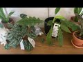 How I fit 150+ houseplants in my 700 sq ft home!!