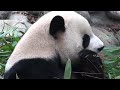 Panda | Prepare To Be Charmed