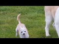Chihuahua chasing an Akita