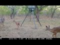 Browning Spec Ops Edge Trail Cam Video Oct. 4-6, 2022