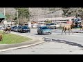 Elk and Safety: Herd Halts Traffic at Cherokee, North Carolina