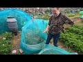 June Allotment Tour - Allotment Gardening For Beginners UK