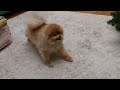 How a mini pomeranian meets the owner and goes for a walk - 2