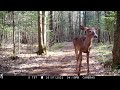 May 2023 trail cam highlights. Part 1