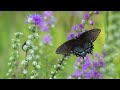 Quotes with Beautiful Nature/ Calm your mind with peaceful relaxing music #relaxation
