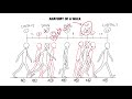 Animating Walks: Japanese vs Western Walk Cycles