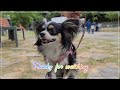 양떼목장 산책하는 강아지 🐶/   A dog taking a walk on a sheep farm