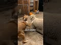 Dog Sees Tiny Lamb Crying And Decides To Adopt Her | The Dodo