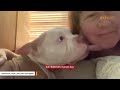 Quiet shelter dog finds a mommy of his dreams