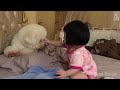 狗狗與小主人搶玩具玩的歡樂時光 Happy playing with puppy and baby