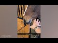 Funniest and Cutest Horses Compilation of 2024