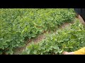 Pick-your-own strawberry farms are opening ||  Best Strawberry Picking near Maple, Vaughan, ON ||
