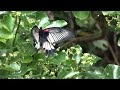 ナガサキアゲハ♀（アゲハチョウ科）  Papilio memnon　2024年6月　沖縄本島