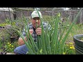 Green Onions Are Flowering - Garden Quickie Episode 194