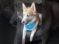 Kona the Husky is live!