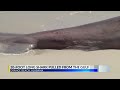 Massive shark washes ashore in Orange Beach