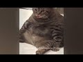 ❤️ Funny Dog And Cat Videos 🤣 Funny Videos Compilation 🤣❤️
