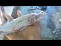 How To Clean A SoapFish
