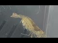 Very Berried Amano Shrimp