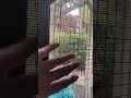 Outdoor Snake Enrichment Climbing Gym