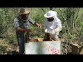 Inspecting Beehive Splits (and making more!) with Homestead Refuge