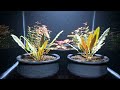 Transforming Betta Fish Life | Planted Betta Fish Nano Tank Setup