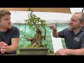 Weeping Willow Bonsai - How to grow and make bonsai trees from Salix. Pruning and Wiring