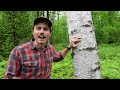 Tree Talk: White Birch