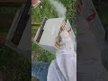 full bee box with three frames of honey being made in the super