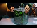 i made a terrarium rain garden in a glass tank | rainfall paludarium