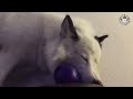 Funniest Husky Videos 🤣 🐶 Funny And Cute Dog Videos Compilation!