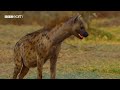 The Most Dramatic Moments from the Natural World | BBC Earth