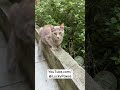 kittens wake up from sleep and greet the mother cat