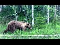 Old blind bear in Sweden