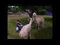 Alpacas | Visiting with Huell Howser | KCET