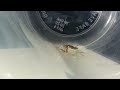 Mantis (Tenodera aridifolia) Eating a Silverfish Timelapse (Relaxing ASMR)